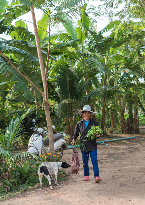 feature thailand farm dog winter2018