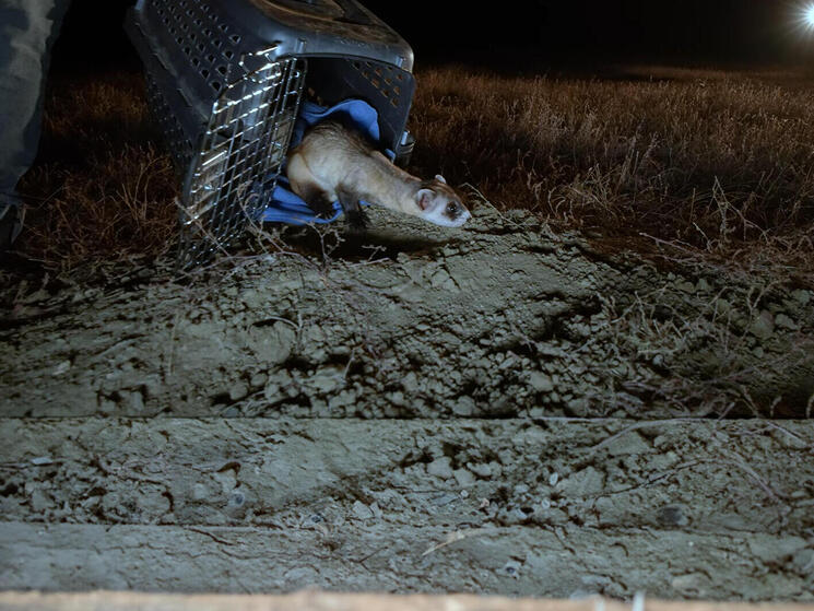 a black-footed ferret is released from a crate into its burrow
