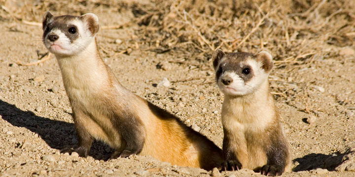 ferrets