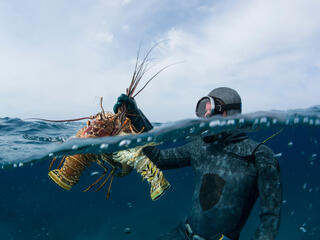 Scuba diver with lobsters