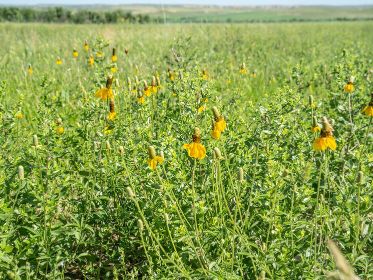 A green field with flowers