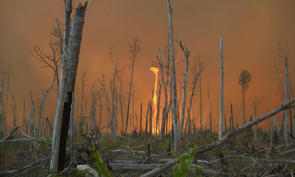 2020 Forest Fires Globally Could Be Worse Than 2019, WWF Warns | Press ...