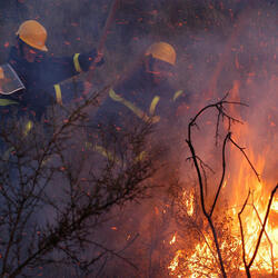 three fire fighters work to put out a forest fire