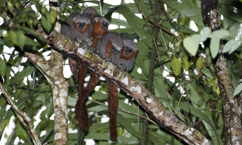 Fire-tailed titi monkeys on a tree branch.