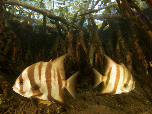 fish in mangrove WW22254