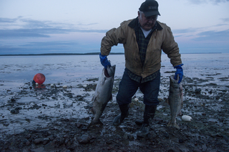 Carl Johnson pulls salmon caught in his family's beach set net. Subsistence fishing plays an important role in local diets. Bristol Bay, Alaska, United States.