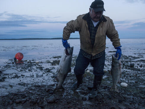 Carl Johnson pulls salmon caught in his family's beach set net. Subsistence fishing plays an important role in local diets. Bristol Bay, Alaska, United States.