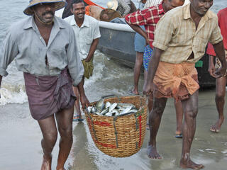 Fisherman returning from sea with their daily catch of fish in a wicker basket