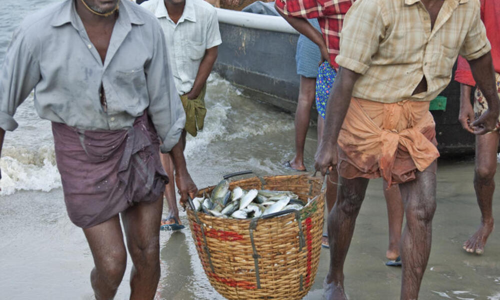 Fisherman returning from sea with their daily catch of fish in a wicker basket
