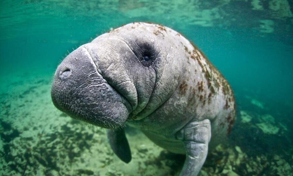 Four threats to manatees and mangroves in Florida – and how we can save  them | Stories | WWF