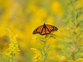 a monarch butterfly on flowering goldenrod plant