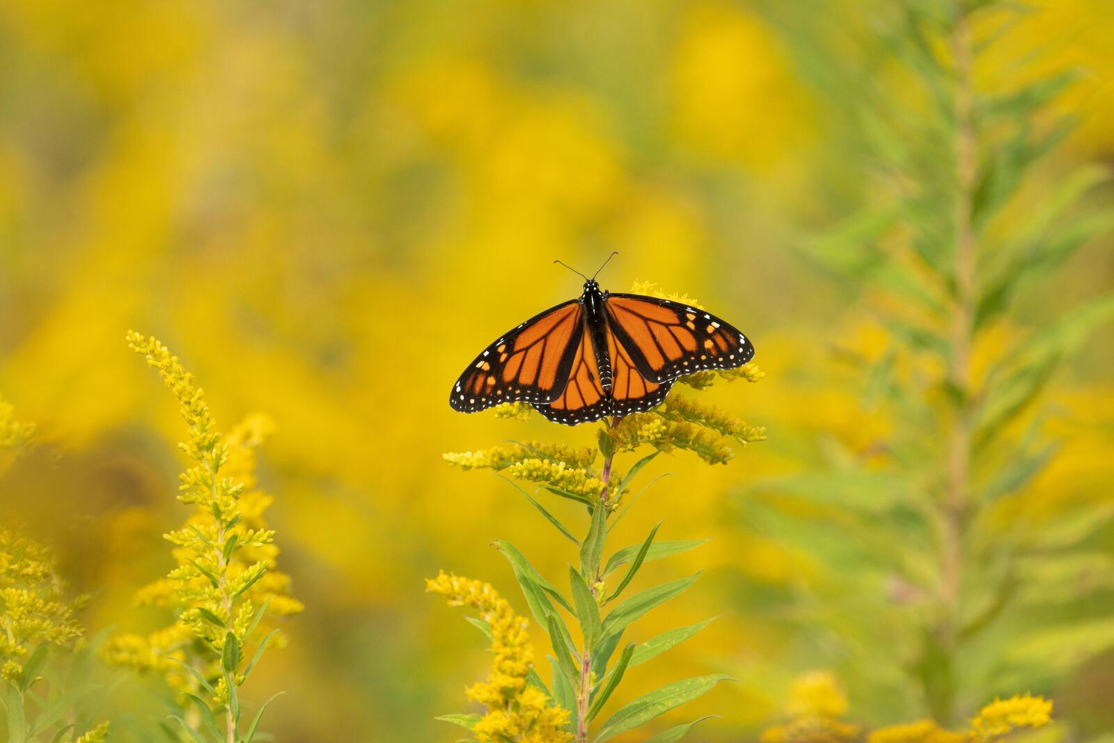 a monarch butterfly on flowering goldenrod plant