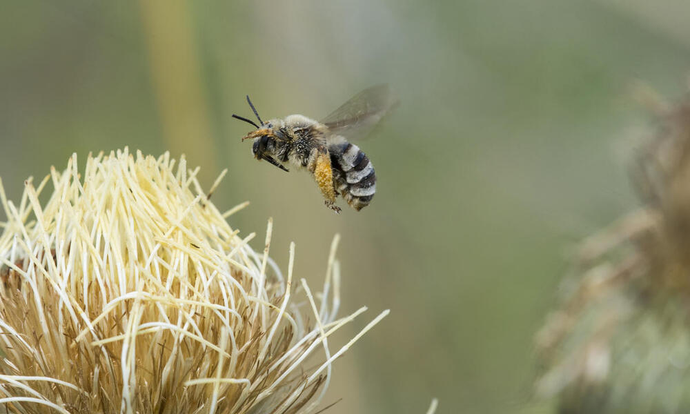 Wide shot of a flying bee preparing to land on a tan plant