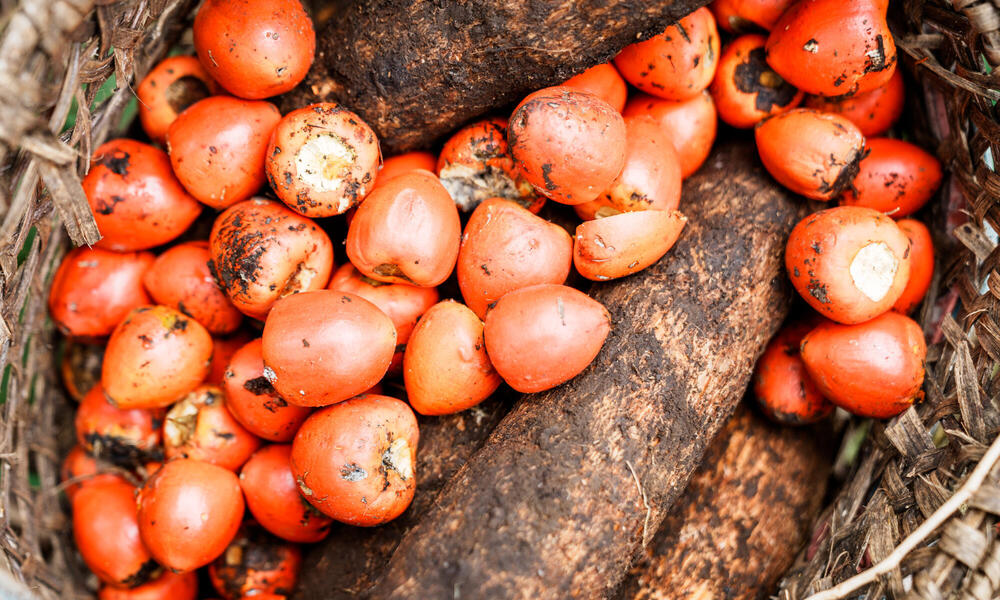 fruit gathered in a basket inside The Palora-Pastaza Corridor_Amazon_Ecuador