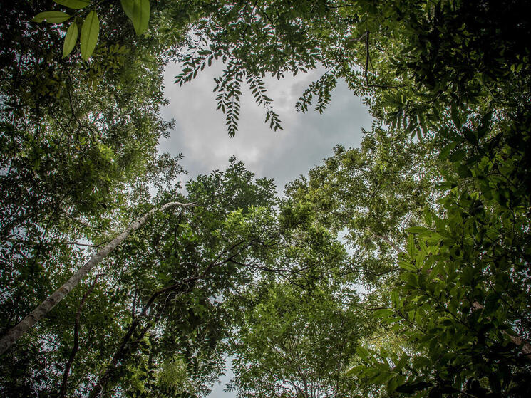 A view of the rattan forest canopy.
