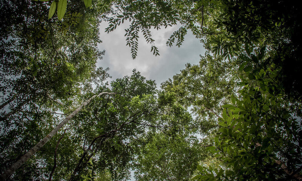 A view of the rattan forest canopy.