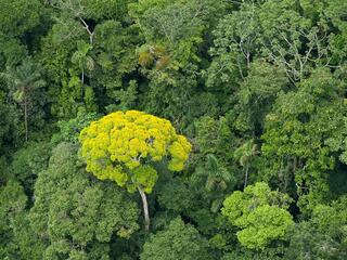 Aerial shot of the forest canopy
