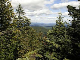 A forest landscape