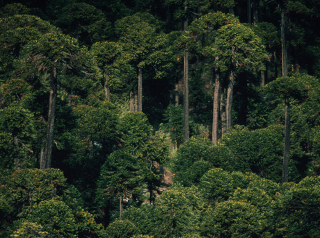 Forests are a vital resource for life on earth. They provide invaluable environmental, social and economic benefits to us all. Forests improve air and water quality, reduce soil erosion and act as a buffer against global warming. The forest industry also 