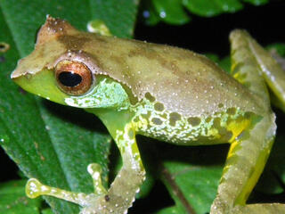 Sweet singing frog