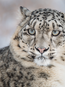 Snow Leopard | Species | WWF