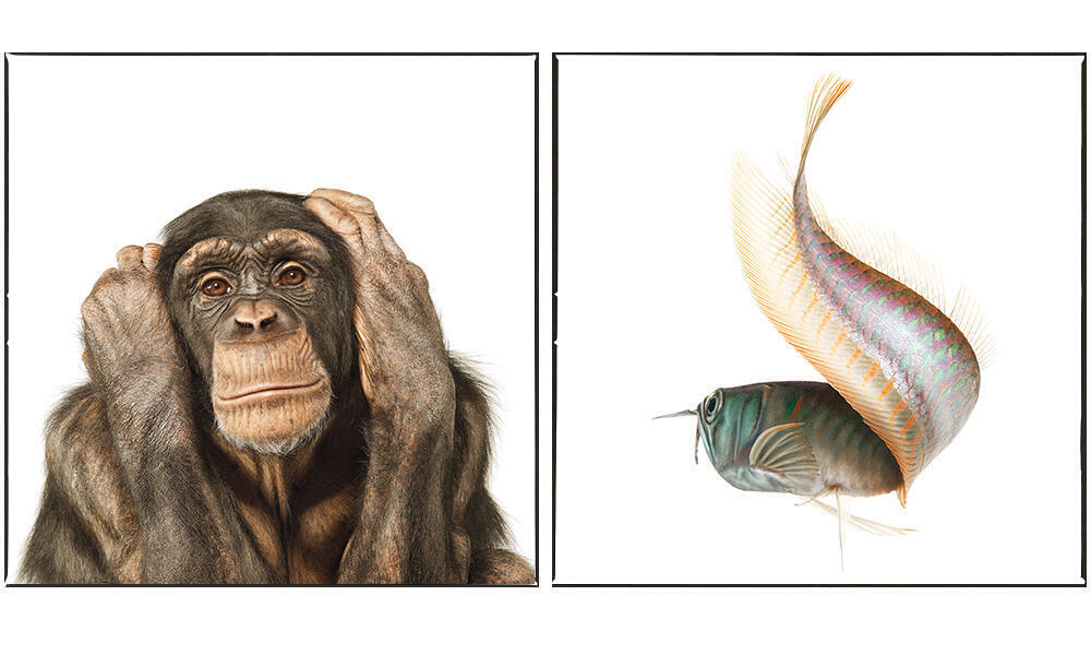 Common Chimpanzee, Silver Arowana