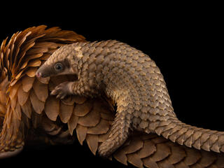 gallery pangolin spring2018