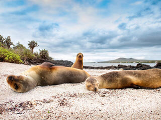 Seals on a beach