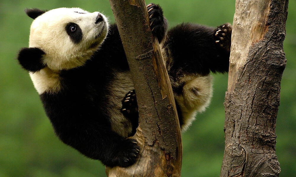 panda wwf pandas forests taustakuvat depend ett tiesitk naturepl testament hechos greatnonprofits buone worldwildlife laajakuva anslagstavla vlj reuzenpanda