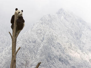 giant panda in tree 