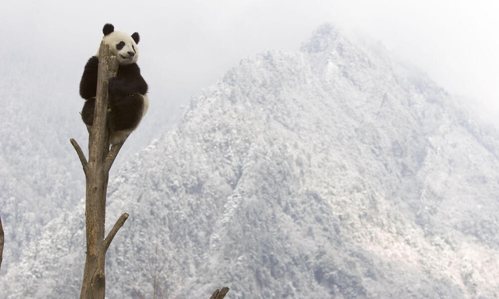 giant panda in tree 