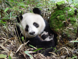 giant panda with cub