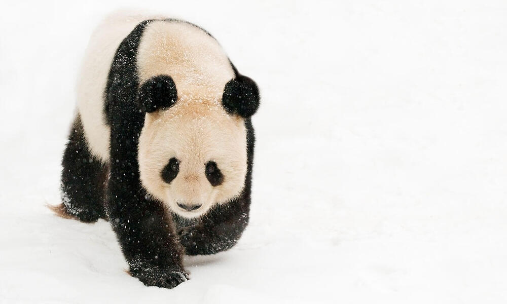 giant panda in snow