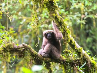 gibbon Hoolock tianxing