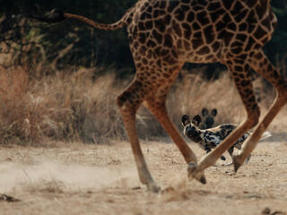 African Wild dog chases giraffe