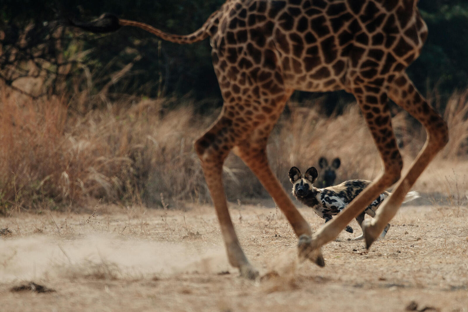 African Wild dog chases giraffe