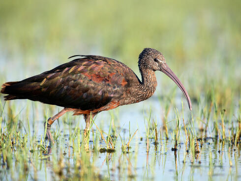 A glossy ibis