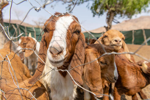 goat stares at camera amid its herd inside its kraal