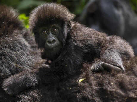 A young gorilla in the Democratic Republic of Congo