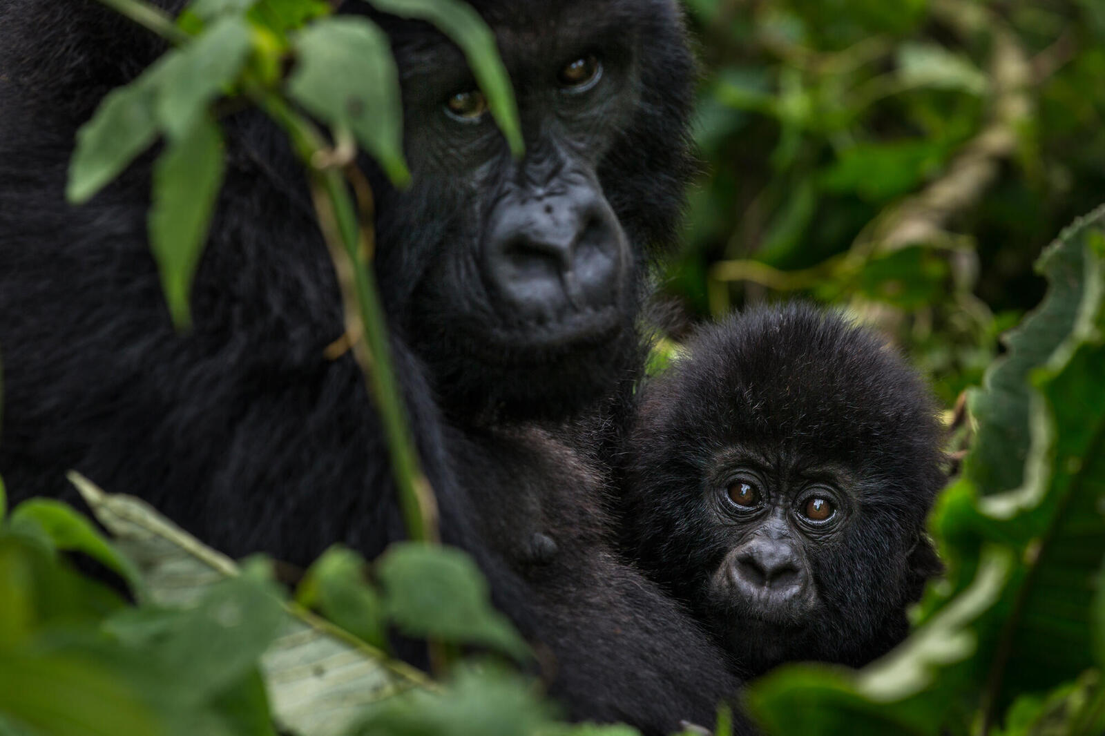 Mother and baby mountain gorilla