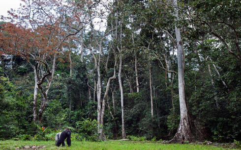 A lone male western lowland gorilla stands against a background of trees