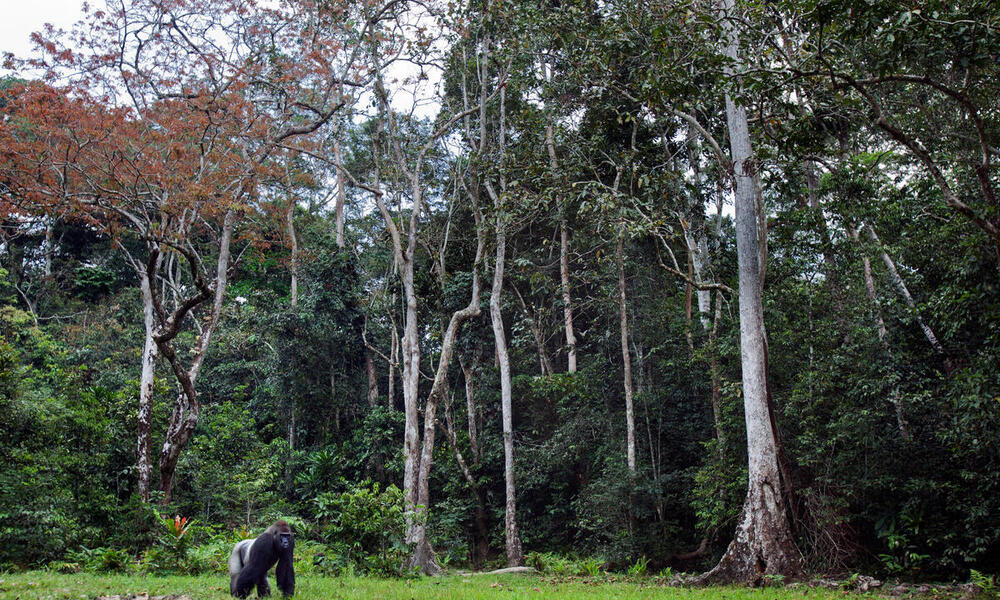 A lone male western lowland gorilla stands against a background of trees