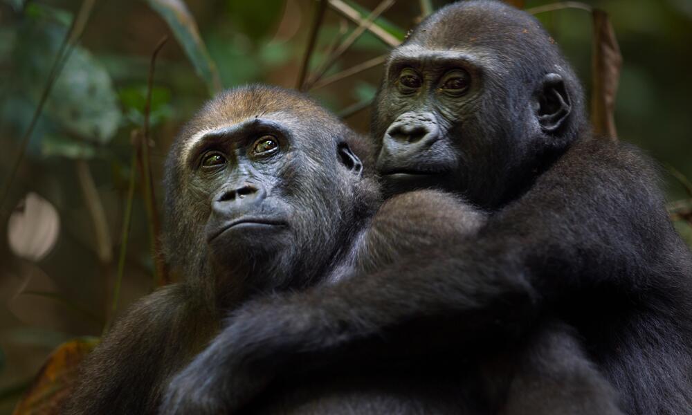 two gorillas huddled together in Dzanga Sangha, Congo Basin