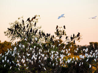 granchaco egrets summer2018