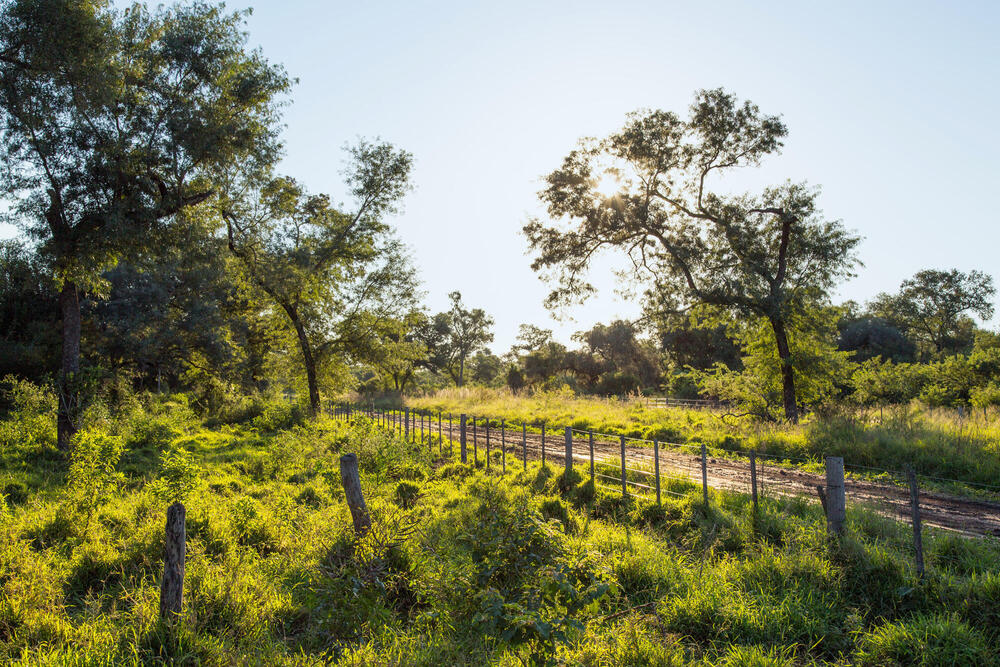 Sustainable ranching to protect a forest Magazine Articles WWF