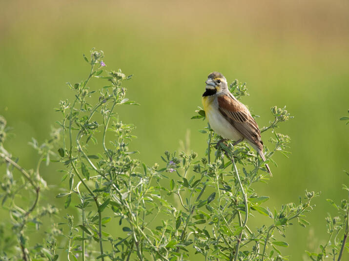 A small brown, white and yellow bird sits on tall green grass