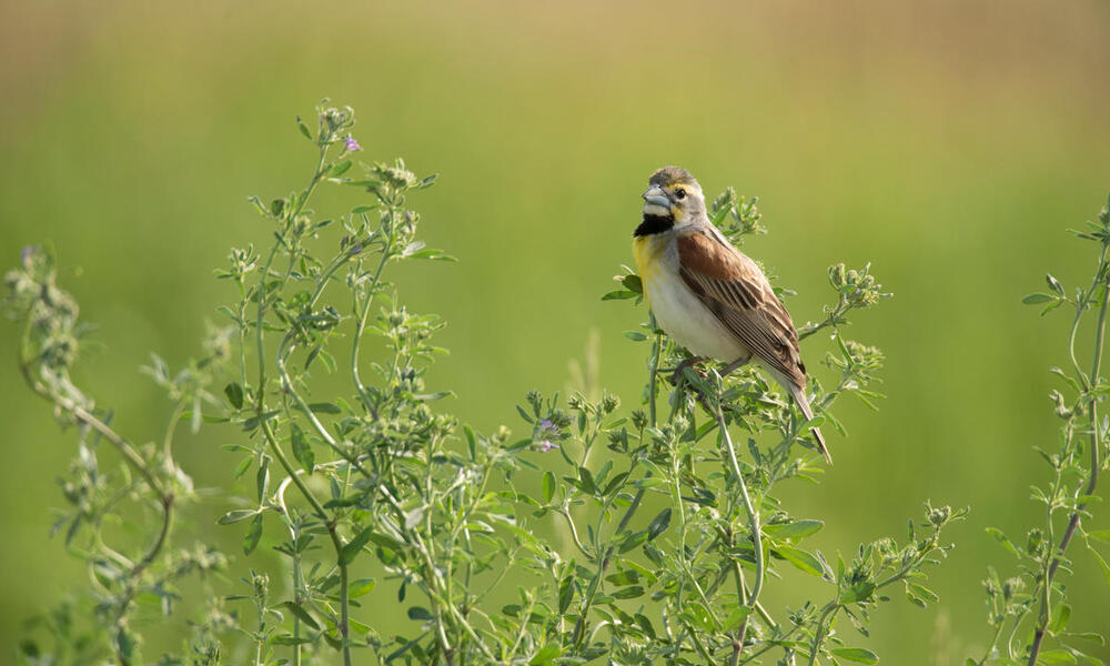 A small brown, white and yellow bird sits on tall green grass