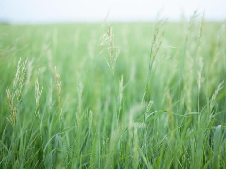 grasslands landscape