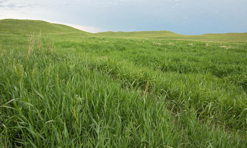 Healthy grasslands in Lowry, South Dakota