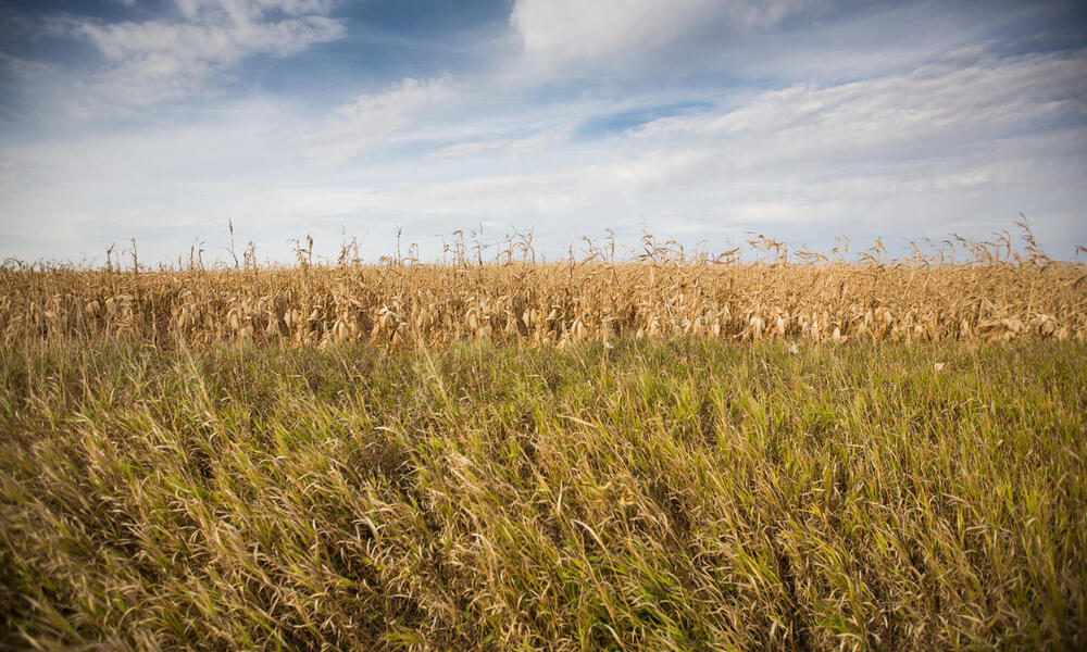Researchers Evaluate and Identify Consistent Indicators to Support Sustainability on U.S. Ranches - Vimarsana News